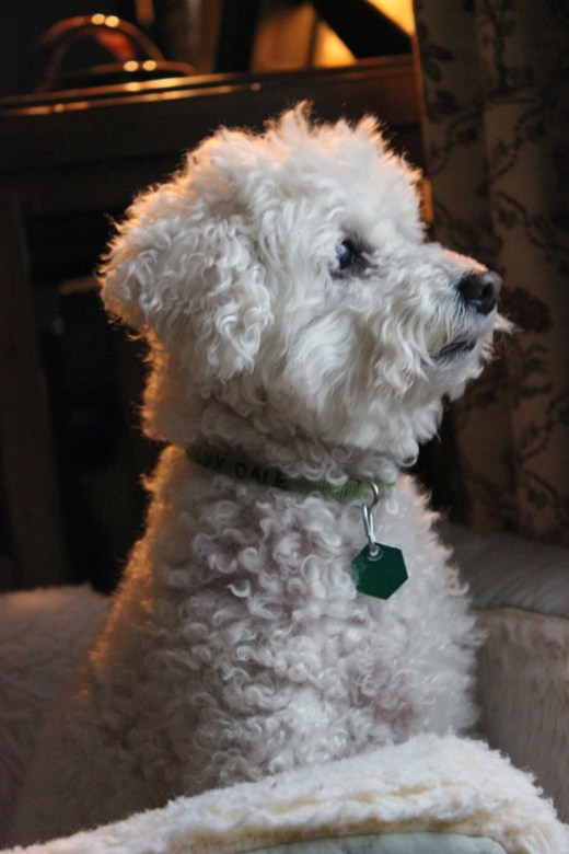 02_03_13 Lilly and Sophie Pictures_0001