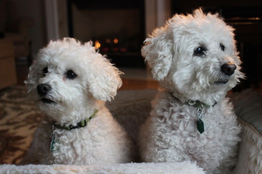 02_03_13 Lilly and Sophie Pictures_0002