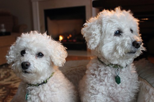 02_03_13 Lilly and Sophie Pictures_0003