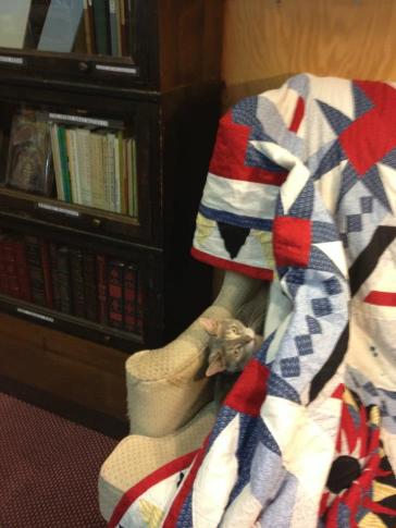 Cat at the Haunted Bookstore in Iowa City