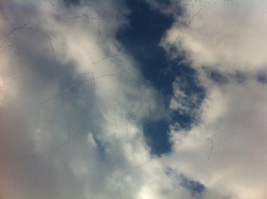 Thousands of birds fly overhead in Nebraska 