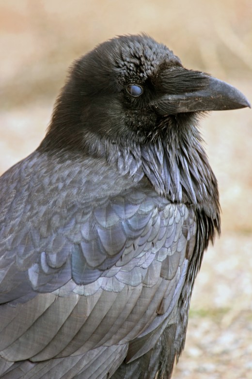 Raven Photo