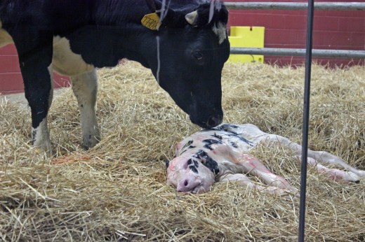 A mother with her newborn calf 
