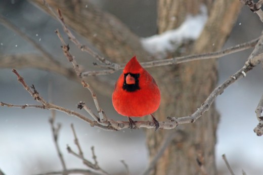 Cardinal outside the back door in Iowa