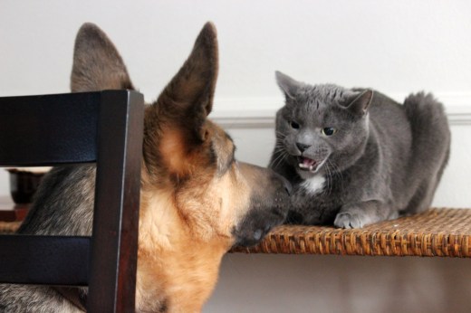 Liza's cat Cristy defends himself from Roman