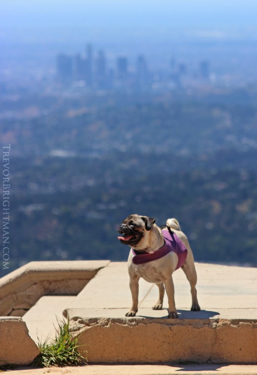 Lola dog looks over downtown