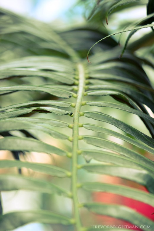 HuntingtonGardensTrip1_0006