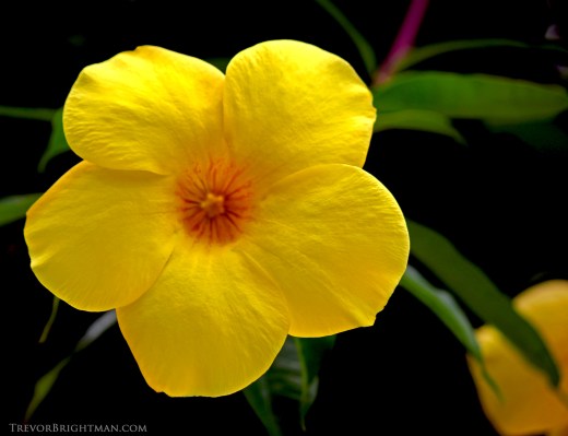 HuntingtonGardensTrip1_0009