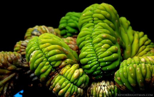 HuntingtonGardensTrip1_0010