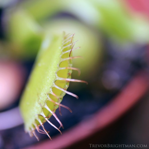 HuntingtonGardensTrip1_0013