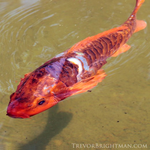 HuntingtonGardensTrip1_0045