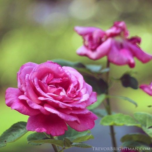 HuntingtonGardensTrip1_0070