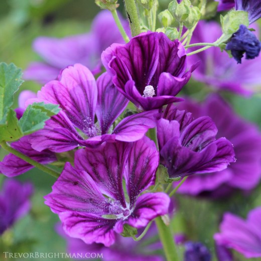 HuntingtonGardensTrip1_0080