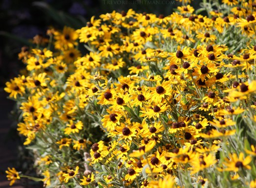 HuntingtonGardensTrip1_0083