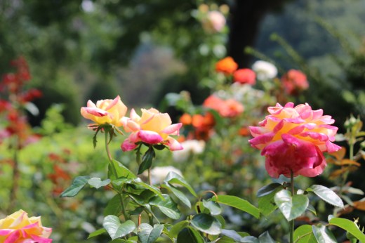 Rose Garden  at the Boston Public Garden