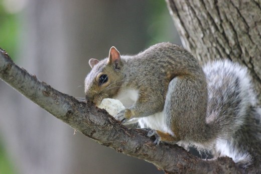 Squirrel upon the Japanese Pagoda Tree  at the Boston Public Garden