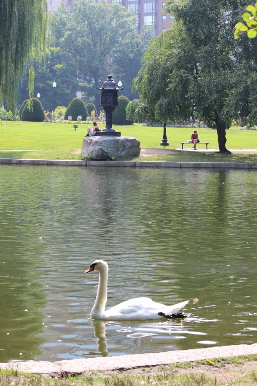 Japanese Lantern and Swans at the Lagoon  at the Boston Public Garden