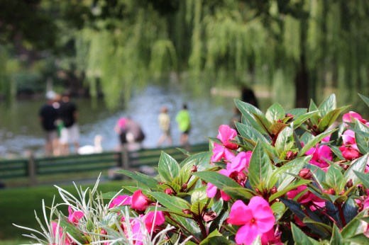 Flowers at the Boston Public Garden