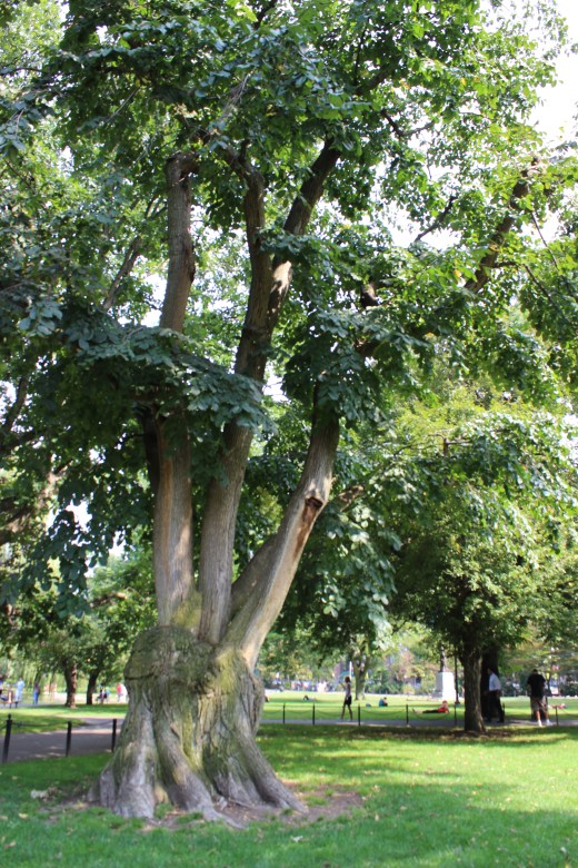 Camperdown Elm  at the Boston Public Garden