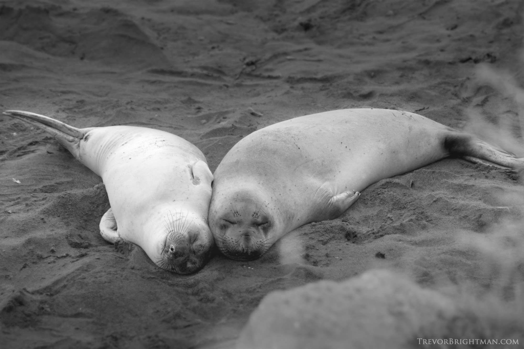 Elephant Seal Siesta Elephant Seals, San Simeon, Piedras Blancas, Rookery, Highway 1, Central California Coast