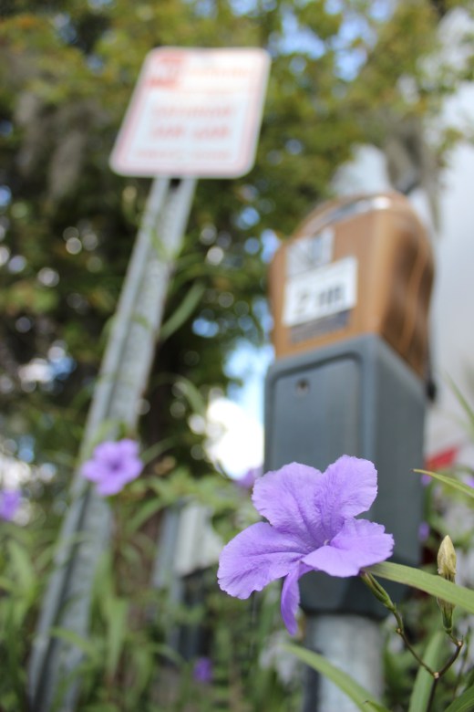 Savannah Georgia Street Photography