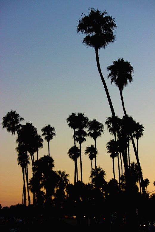 Palms at Sunset in Santa Barbara