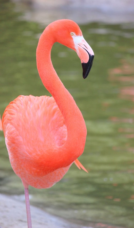 Flamingo