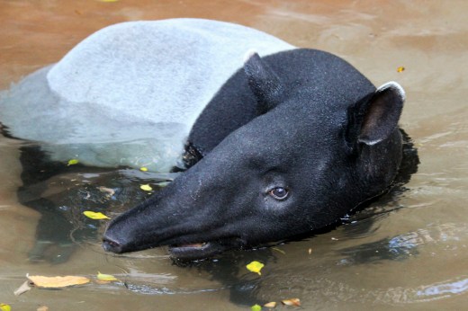 San Diego Zoo Ant Eater_
