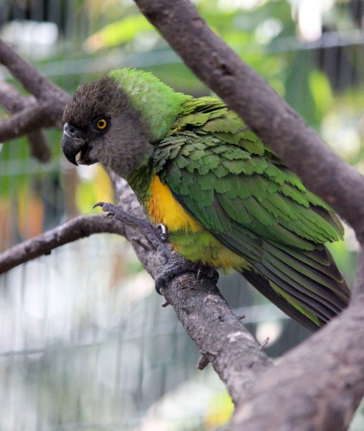 San Diego Zoo Bird 2