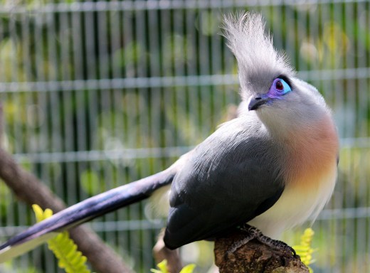 San Diego Zoo Bird 3