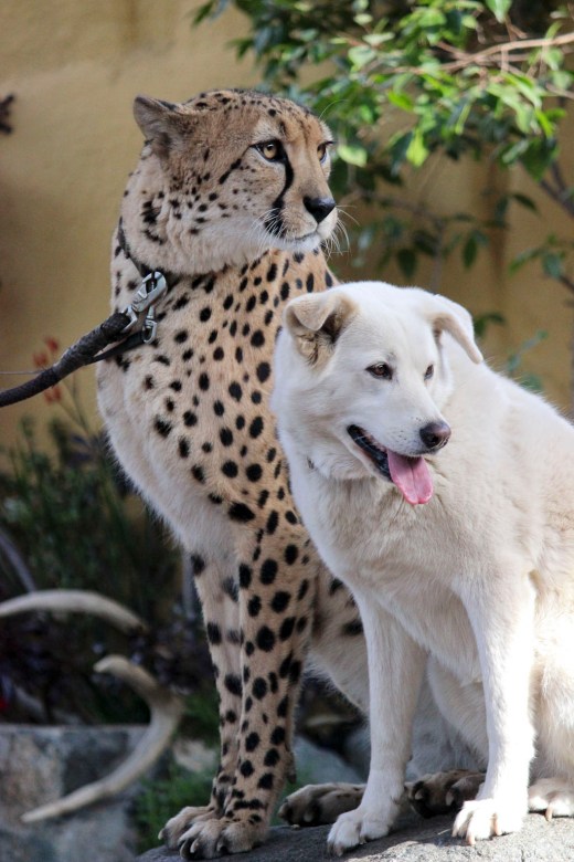 San Diego Zoo Cheeta and Dog