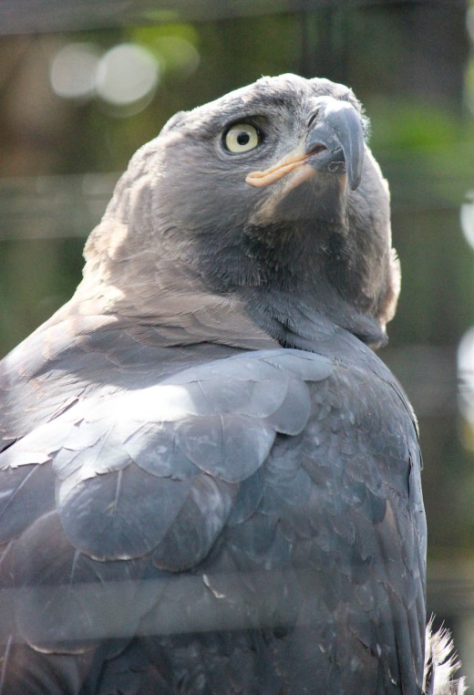 San Diego Zoo Eagle 1