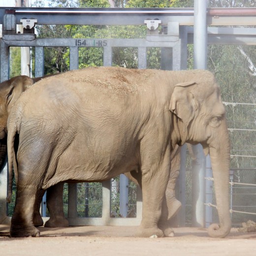 San Diego Zoo Elephant