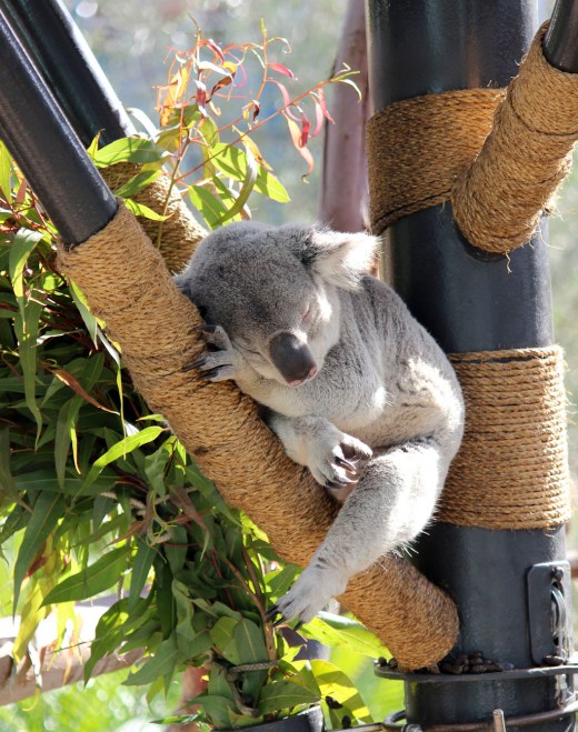 San Diego Zoo Koala sleeping