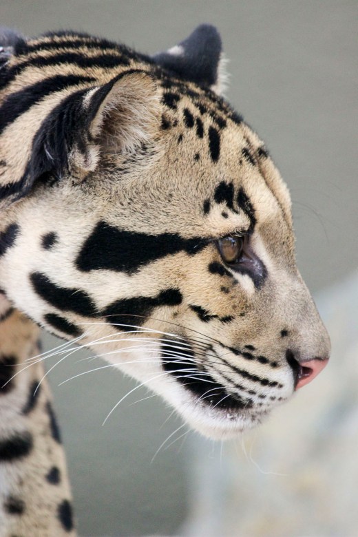 San Diego Zoo Leopard 1