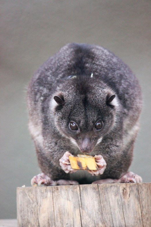 San Diego Zoo Little Marsupial 2