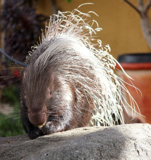 San Diego Zoo Porcipine