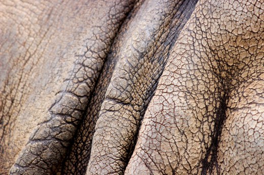 San Diego Zoo Rhino Skin