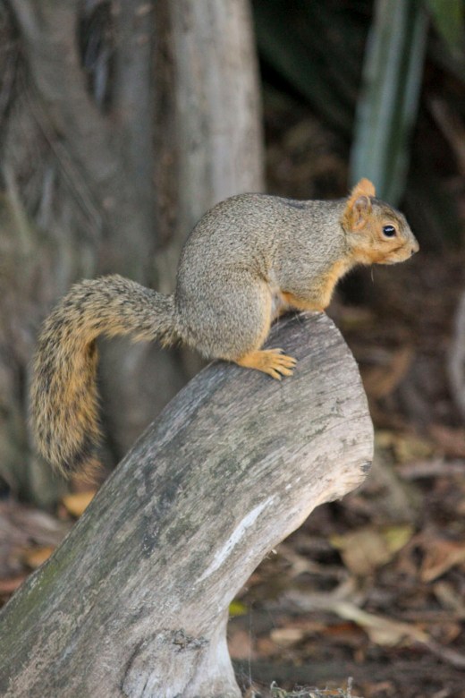 San Diego Zoo Squirl