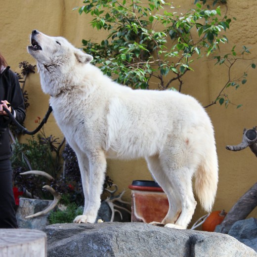 San Diego Zoo Wolf