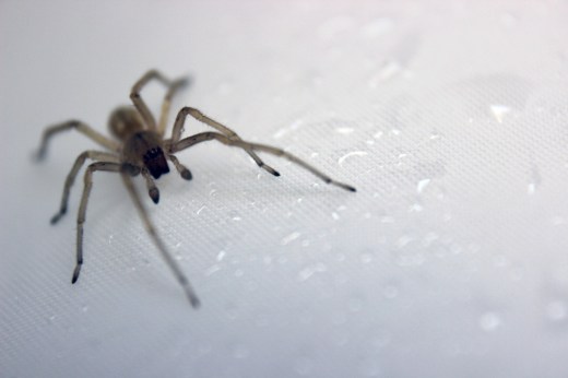 Shower Spider